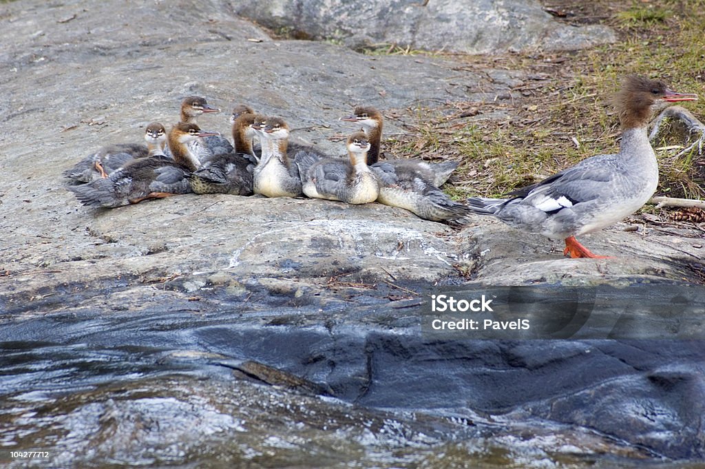 Merganso Comum - Foto de stock de Animal royalty-free