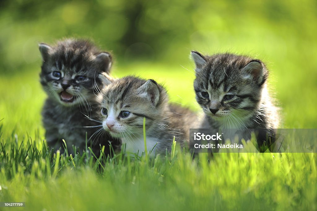 Drei Gestreiftes Kätzchen sitzt im Gras - Lizenzfrei Domestizierte Tiere Stock-Foto