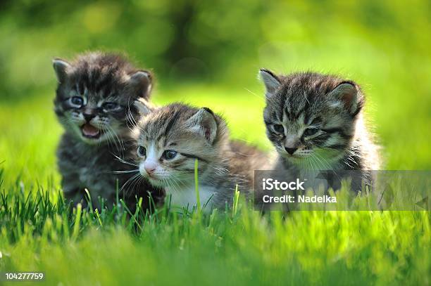 Drei Gestreiftes Kätzchen Sitzt Im Gras Stockfoto und mehr Bilder von Domestizierte Tiere - Domestizierte Tiere, Farbbild, Feld
