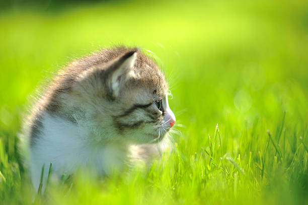 istock Little striped kitten sitting in the grass turned sideways 104277761