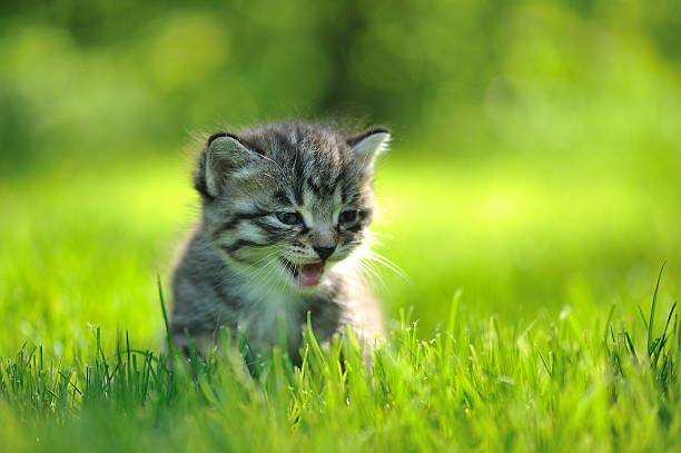 istock Striped grey kitten sitting in the grass mewing 104277762