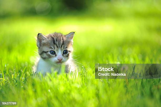 Foto de Pouco Filhote De Gato Com Listras Que Sescondem Na Grama e mais fotos de stock de Amarelo