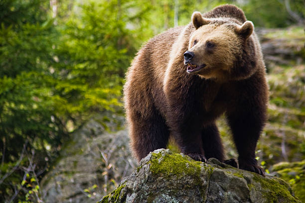 orso bruno - bear hunting foto e immagini stock