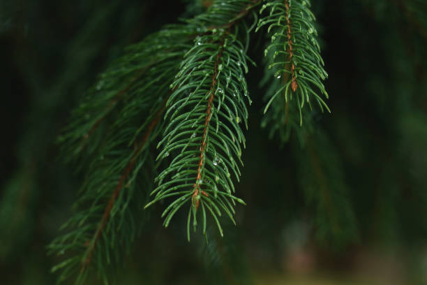 Photo of conifers neddles