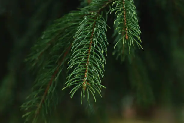 Photo of conifers neddles
