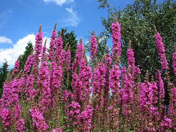 blutweiderich-lythrum salicaria - purple loosestrife photos et images de collection