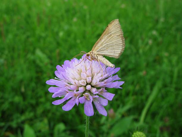 Skabiose with butterfly