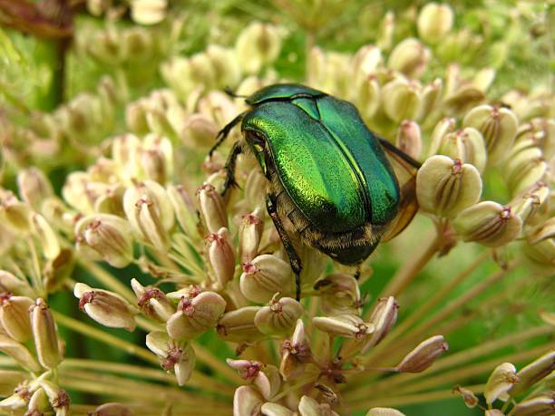 Goliath beetle Rosenkaefer - Cetonia aurata scarab beetle stock pictures, royalty-free photos & images
