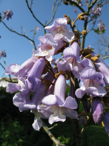 Paulownia tomentosa tree - Blauglockenbaum