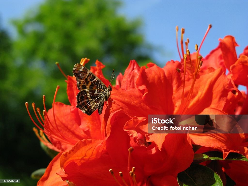 Schmetterling auf rhododendron - Lizenzfrei Blume Stock-Foto