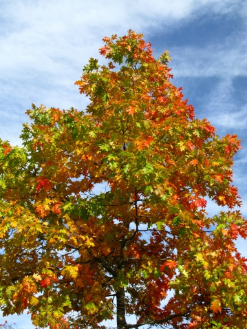 Broad-leafed tree in autumn