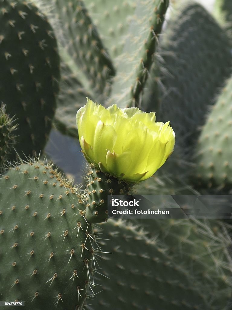 Cactus mit gelben Blüten - Lizenzfrei Blüte Stock-Foto