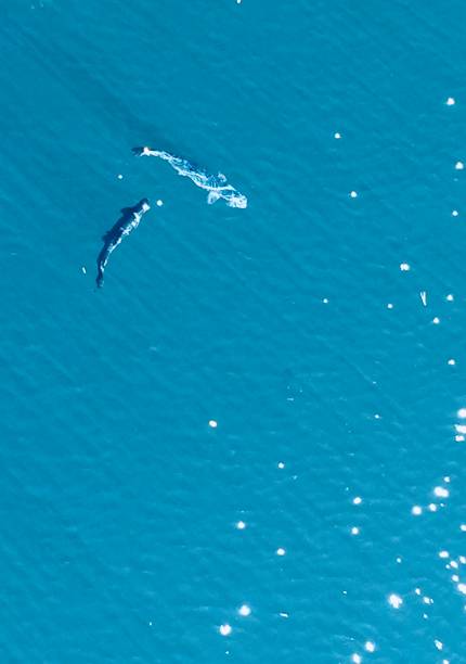 istock Directly Above Trout Swimming in Clear Water 1042789932