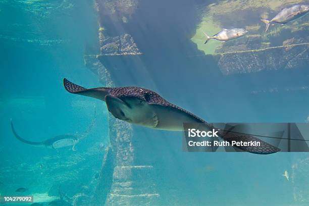 Большой Скат В Aquarium — стоковые фотографии и другие картинки Без людей - Без людей, Горизонтальный, Жало