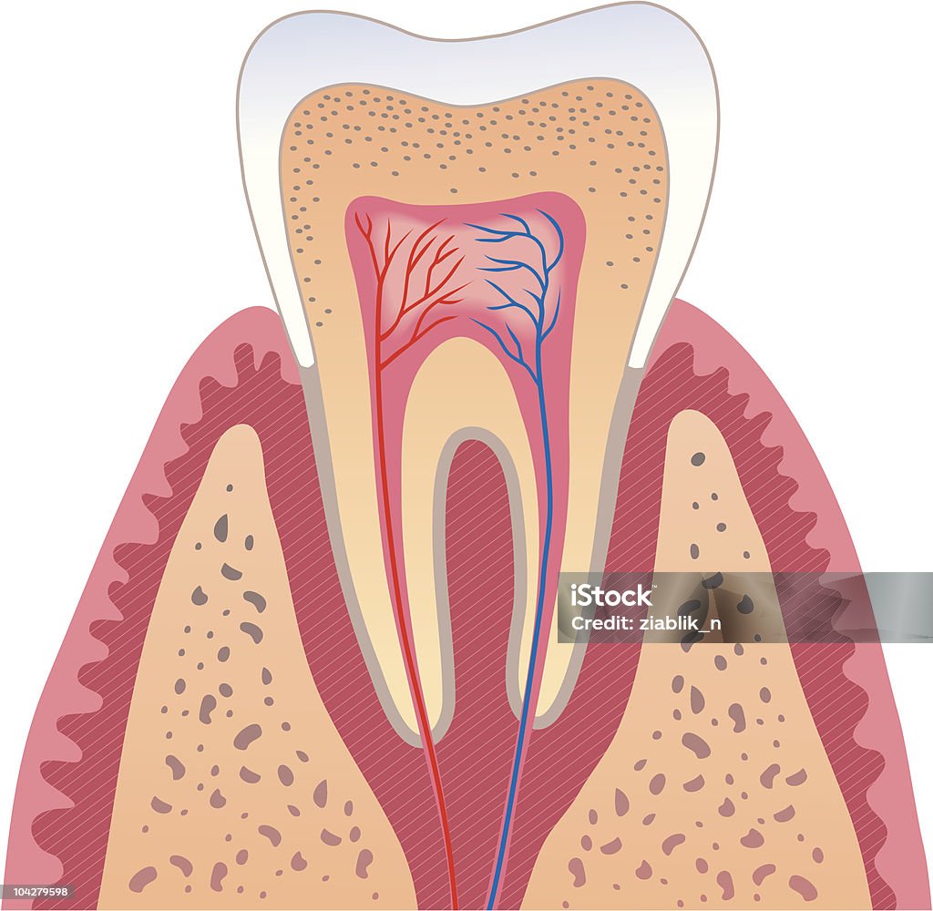 Dente Humano estrutura - Royalty-free Anatomia arte vetorial