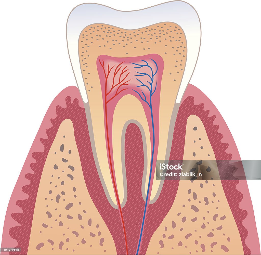 Человека зуб структура - Векторная графика Анатомия роялти-фри