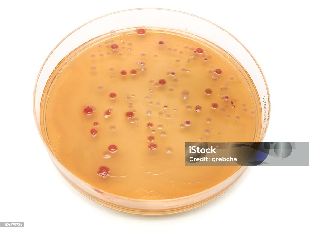 Petri dish  Agar Jelly Stock Photo