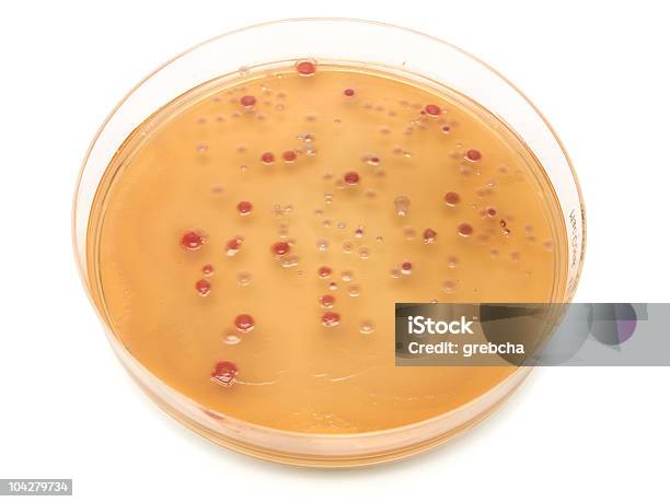 Disco De Petri - Fotografias de stock e mais imagens de Bactéria - Bactéria, Branco, Ciência