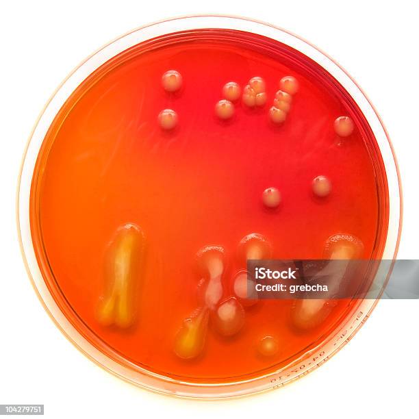Szalka Petriego - zdjęcia stockowe i więcej obrazów Agar - Agar, Badania, Bakteria