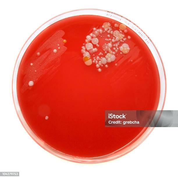 Petrischale Stockfoto und mehr Bilder von Rot - Rot, Bakterie, Blutagar