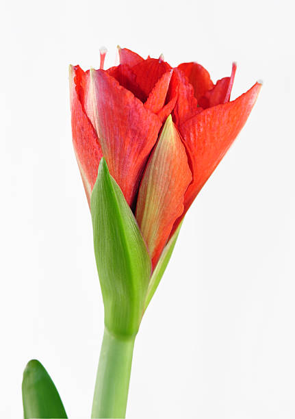 Amaryllis  schenken stock pictures, royalty-free photos & images