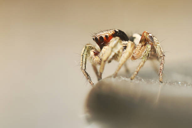 istock high resolution close up of nature 1042799592