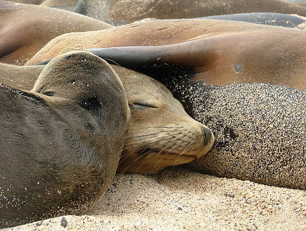 istock Galapagos Sea Lions having a Cuddle 104279974