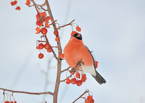 istock Bullfinch against the backdrop of blue sky 104279995