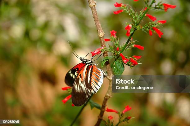 Tecla De Piano Butterfly En Una Flor Roja Foto de stock y más banco de imágenes de Ala de animal