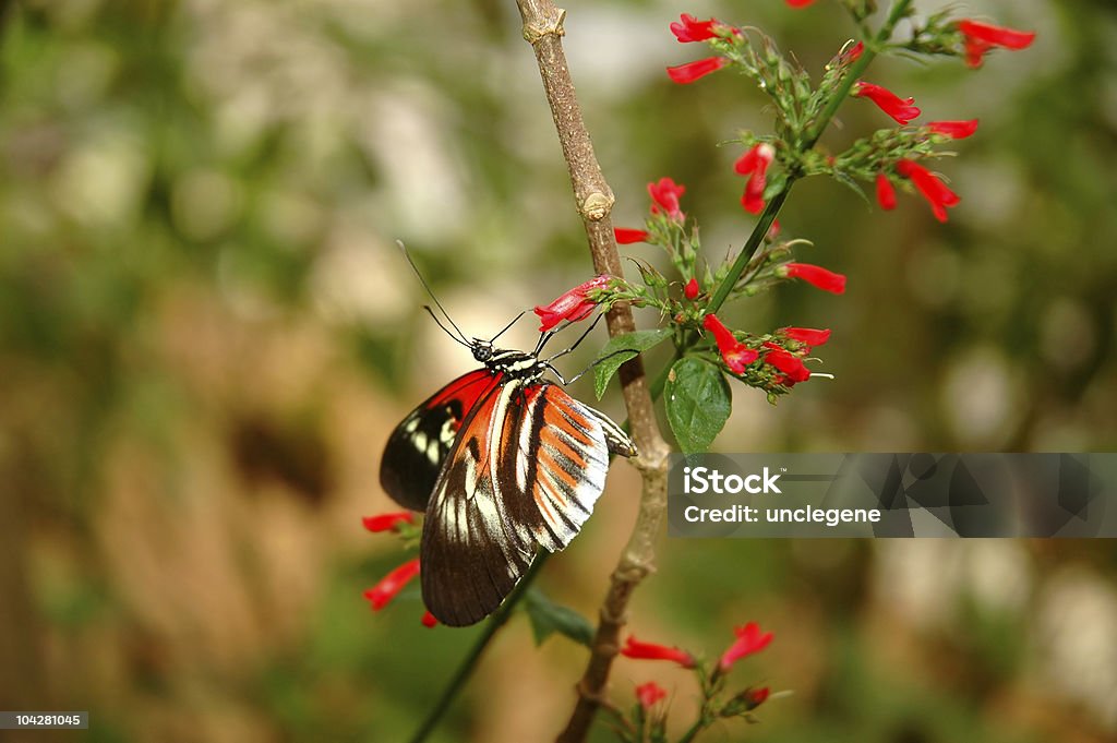 ピアノキー��バタフライ(heliconius melpomene )にレッドの花 - カラー画像のロイヤリティフリーストックフォト