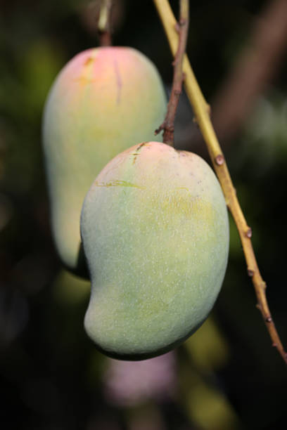 Green mangoes stock photo