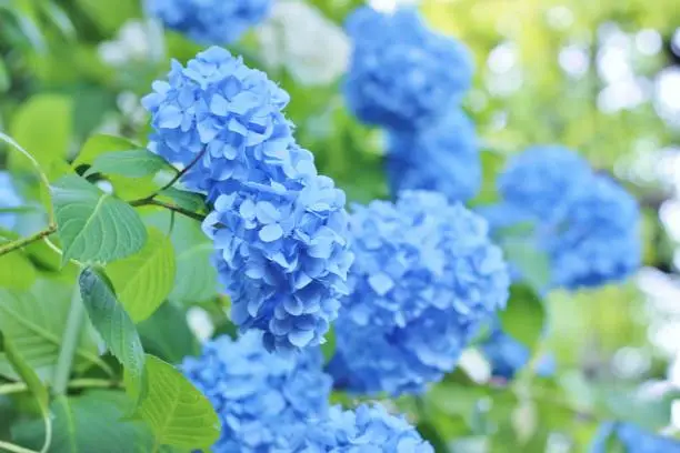 Beautiful flowers blooming in June.Because there a lot of plenty of hydrangeas such as blue and purple