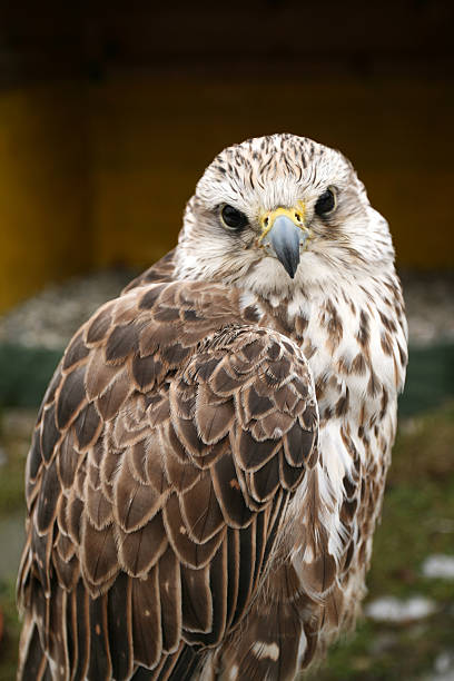 istock Bird of prey 104282332