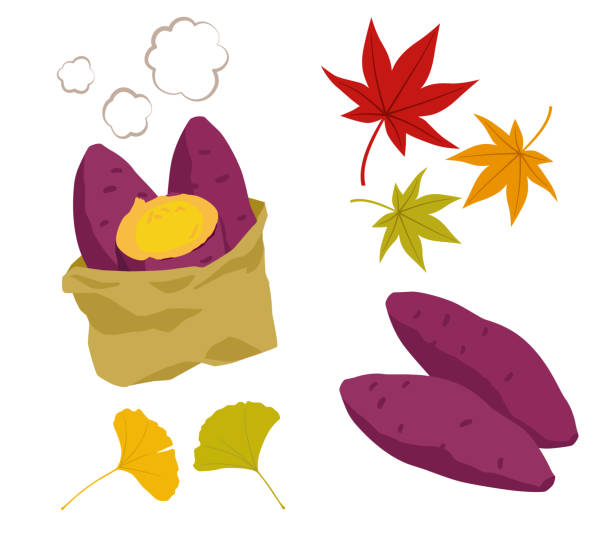 ilustrações, clipart, desenhos animados e ícones de conjunto de ilustração de batata-doce assada e folhas de outono - autumn leaf isolated white background