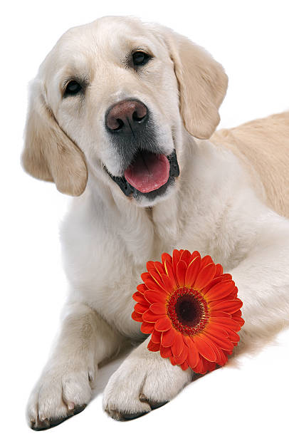istock golden retriever with flower 104283352