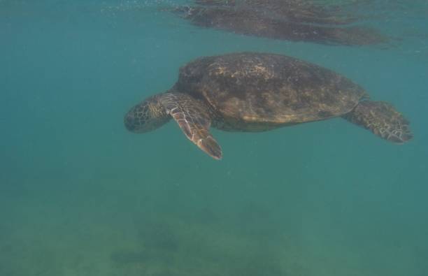 istock Snorkeling with a Sea Turtle 1042836124