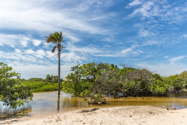 istock Exotic scenario with palm trees, rivers and white sand in a blue sky day. Exotic destination in north Brazil, South America. 1042836196