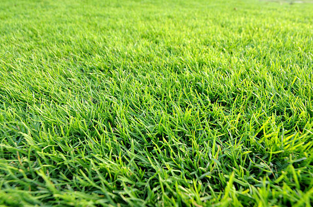 istock beautiful healthy green grass 104283632