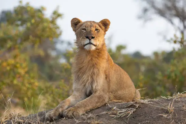 Captured in the Greater Kruger National Park, a young male lion lays atop a mound to gain a better perspective.