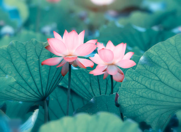 istock Lotus flower 1042838828