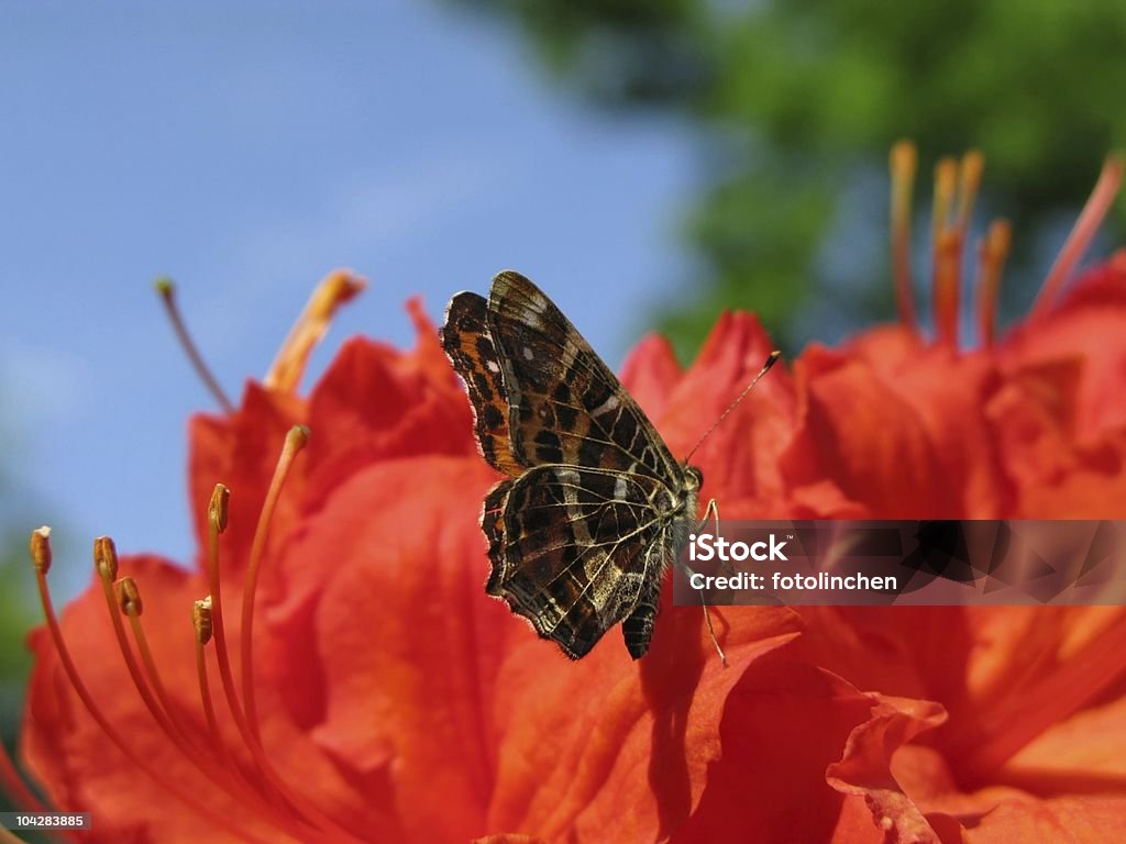 Peacock butterfly - Lizenzfrei Blume Stock-Foto