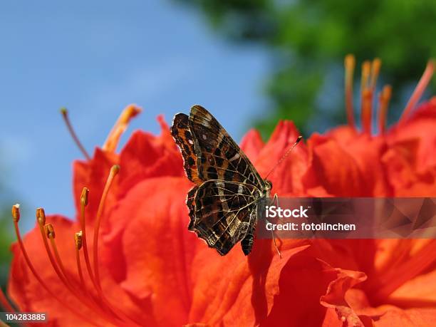Peacock Butterfly Stockfoto und mehr Bilder von Blume - Blume, Rot, Schmetterling