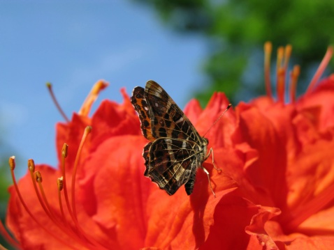 Peacock butterfly on red rhododendron