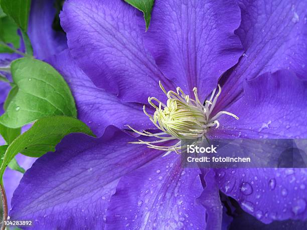 Lilac Waldrebe Stockfoto und mehr Bilder von Blau - Blau, Blume, Blüte
