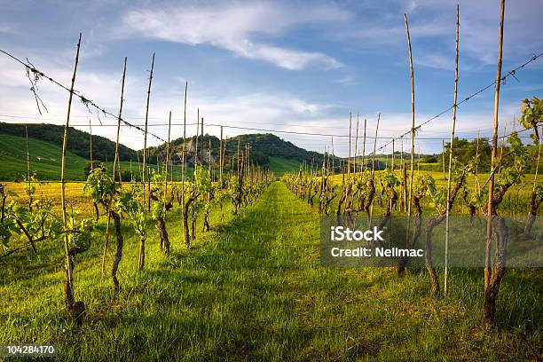 Foto de Grapevine Fileiras Na Toscana Terra e mais fotos de stock de Agricultura - Agricultura, Ajardinado, Campo