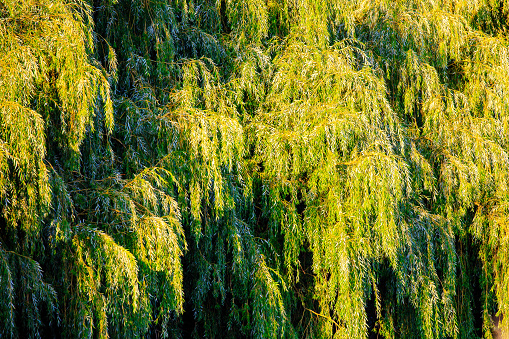 Close up of willow tree