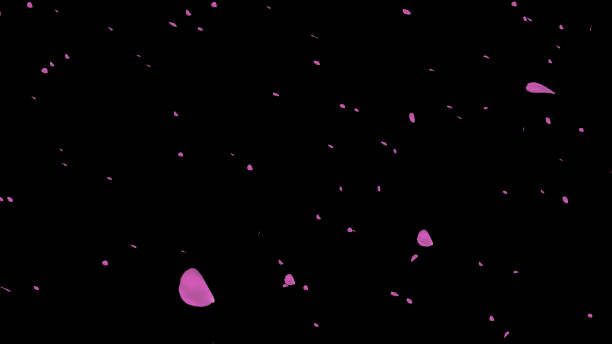 黒 background02 に落ちる桜の花 - 桜吹雪 ストックフォトと画像