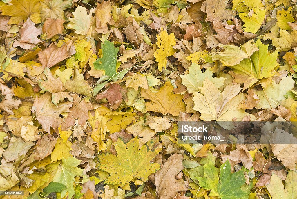 Fondo de otoño - Foto de stock de Abstracto libre de derechos