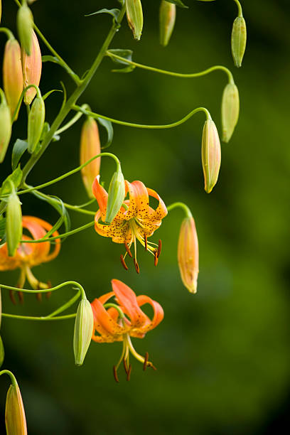 turks-cap-lilie, blue ridge parkway, spätsommer, nc - south highlands stock-fotos und bilder