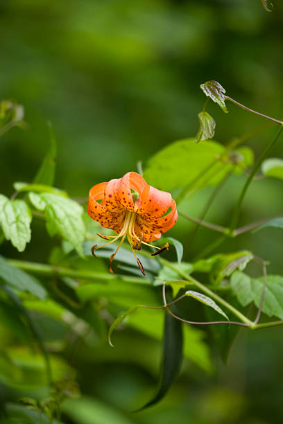 turks-cap-lilie, blue ridge parkway, spätsommer, nc - south highlands stock-fotos und bilder